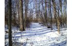 Property photo 4 - 76 Acres Offered in 4 Tracts